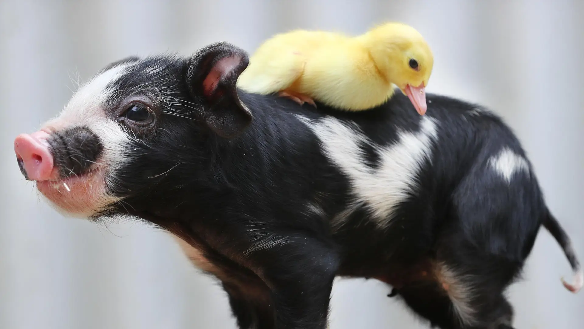 Super companheiras, porquinha e patinha não se separam em abrigo animal na Austrália.