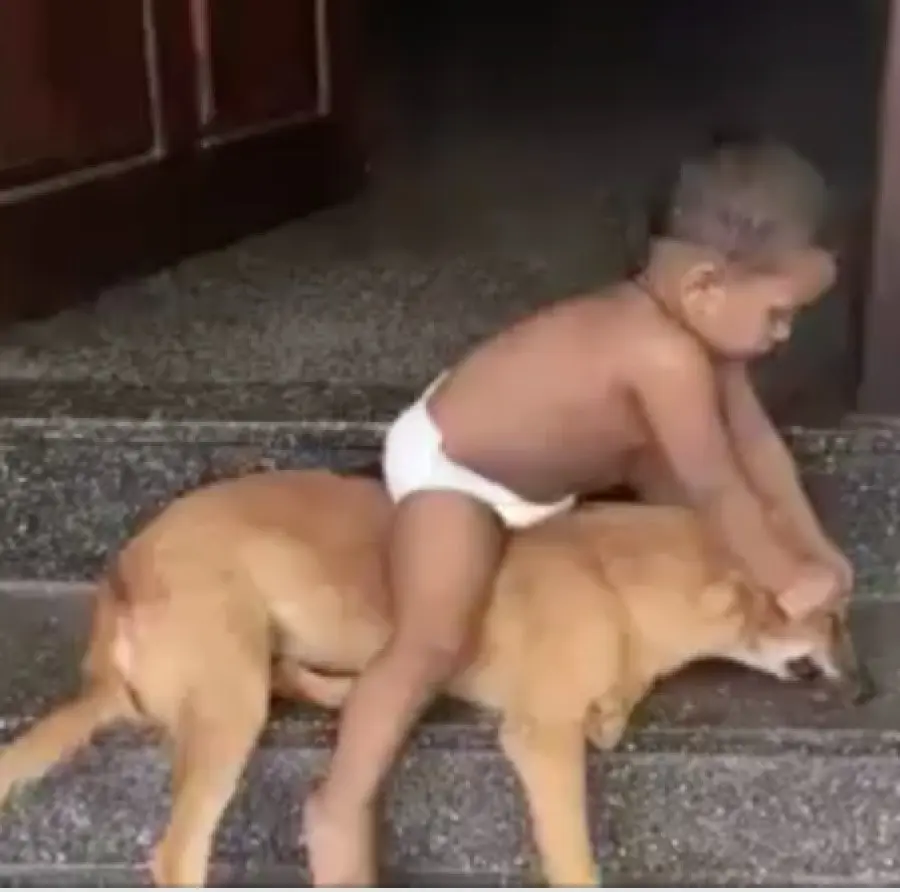 Cãozinho é maltratado por criança enquanto os pais incentivam a crueldade na Tailândia.