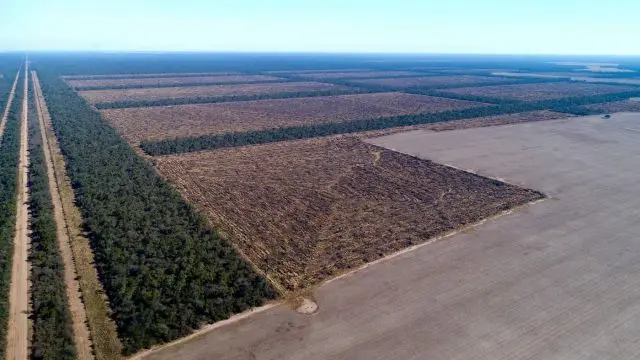 O corte e a queima para a criação de fazendas foi o maior responsável pela destruição de florestas no ano de 2017, a segunda pior já registrada. 