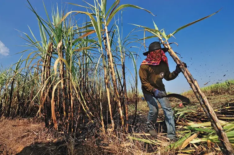 Grandes plantações de cana-de-açúcar necessitam da utilização de muito recursos.