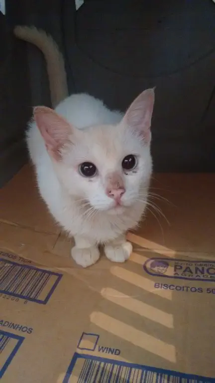 A gatinha branca foi abandonada com seus filhotes na zona sul de São Paulo (SP)