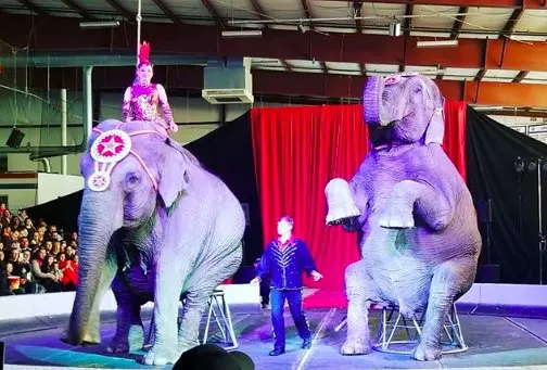 Elefantes são explorados em famoso circo nos EUA. (Foto: Instagram/thesewingpiglet)