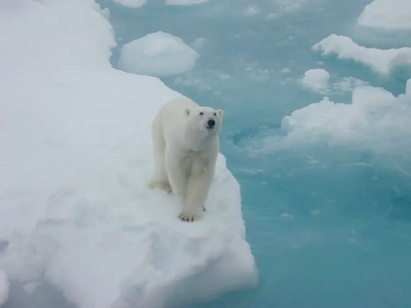 Os negacionistas das mudanças climáticas dizem que os ursos polares estão bem. Os cientistas discordam. (Foto: Kathycrane/NOAA/Artich Research Program)