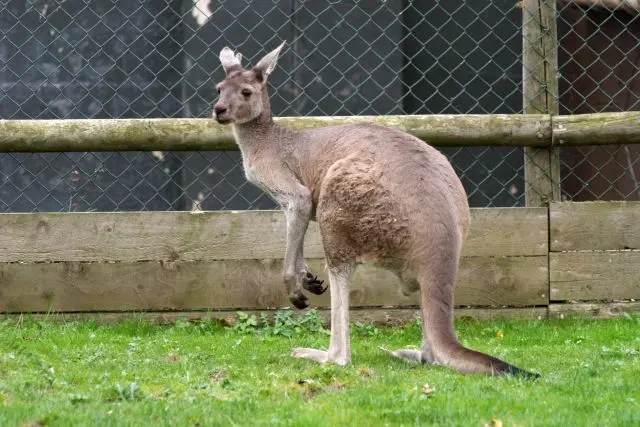 Vídeo mostra cangurus aflitos atirando-se contra um cercado de metal construída em um parque no estado de Queensland, Austrália.