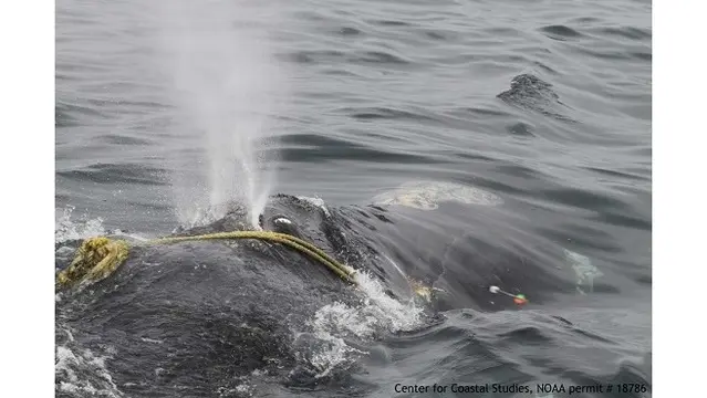 Baleia presa em redes de pesca abandonadas no mar é salva nos EUA.