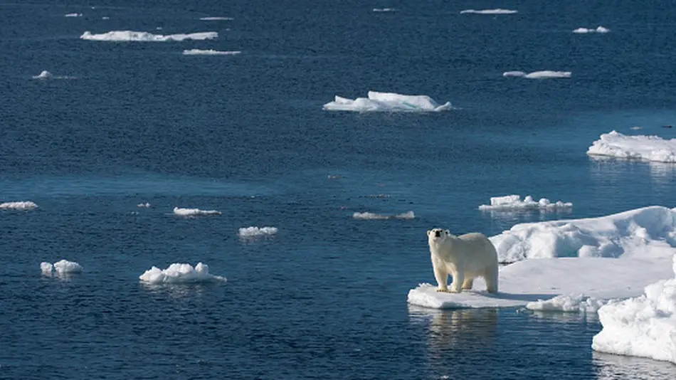 Conforme cientistas dizem, o ursos polares sofrem, sim, com as mudanças climáticas. Mas negacionistas alegam o contrário. (Foto: Wolfgang Kaehler/GettyImages)