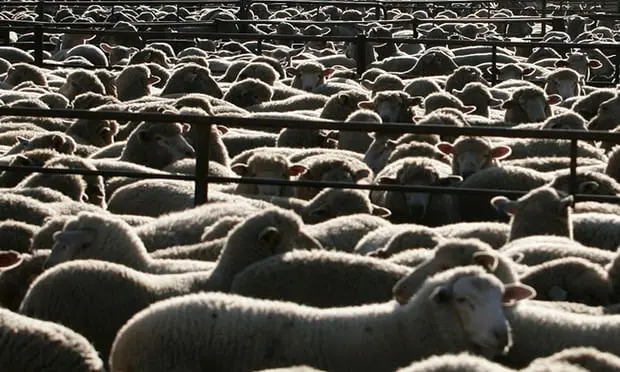 Cerca de 2,4 mil ovelhas australianas foram mortas pelo calor e más condições no embarque para o Oriente Médio. (Foto: Andrew Sheargold/AP)