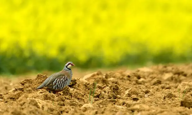 Cientistas acreditam que o declínio no número de aves na Europa seja consequência da falta de insetos voadores devido ao uso excessivo de pesticidas na agricultura.