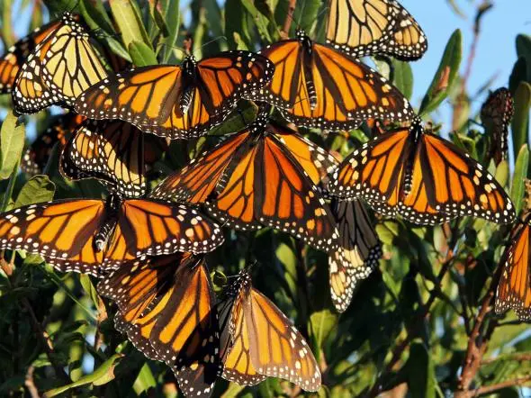 Ameaça contra a vida selvagem nos EUA: borboletas-monarca são uma das espécies que estão sob risco de extinção.