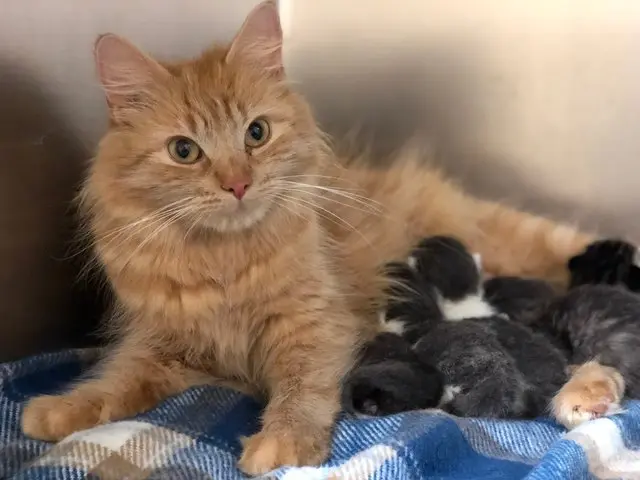 Gata de abrigo amamentando filhotes de outra gata.