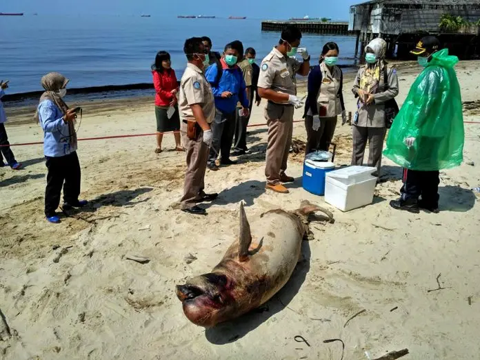 Um golfinho Irrawaddy foi encontrado morto em local próximo de um vazamento de óleo na Indonésia. 