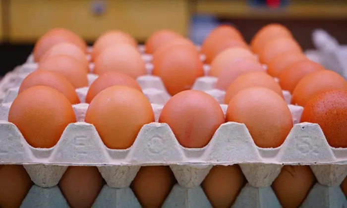 O impacto negativo da indústria de ovos levantou o debate sobre melhores opções diante de alimentos de origem animal. (Foto: Divulgação)