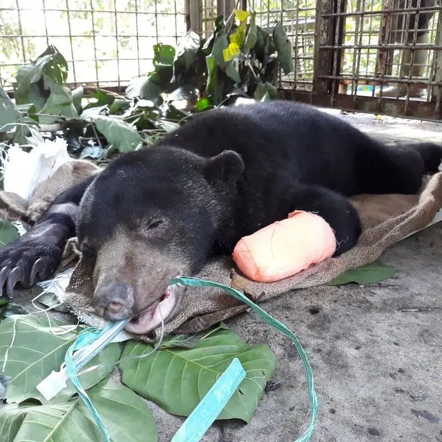 Armadilha foi a causa do urso ter prendido e machucado gravemente a pata, que foi amputada (Foto: Four Paws)