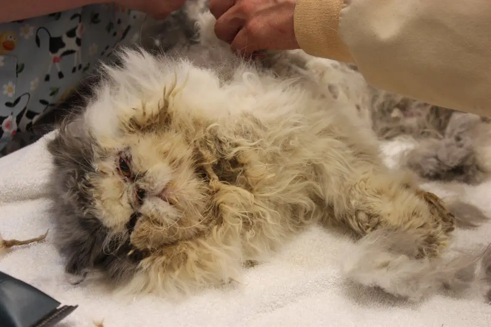 Gato totalmente desfigurado após viver longos meses dentro de uma gaiola.