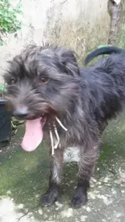 Um dos cães abandonados que precisa de ajuda em Taboão da Serra (SP)