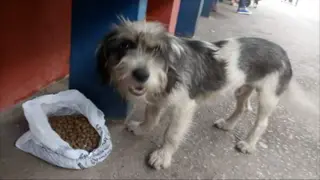 Cãozinho em busca de um lar nas ruas de Guarulhos (SP).