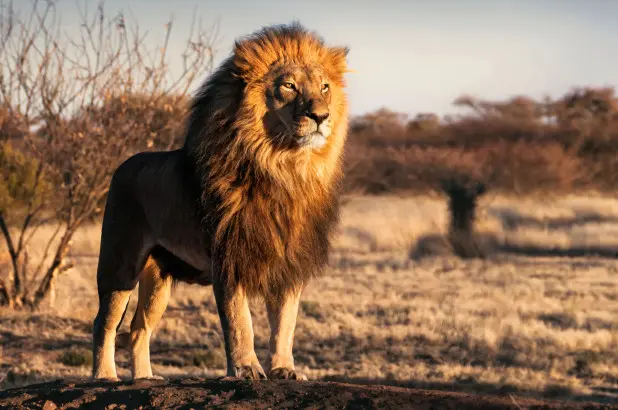 Cerca de 19 leões foram mortos a tiros na última semana e mais 80 estão prestes a ser assassinados para o comércio de ossos na África do Sul (Foto: iStock)