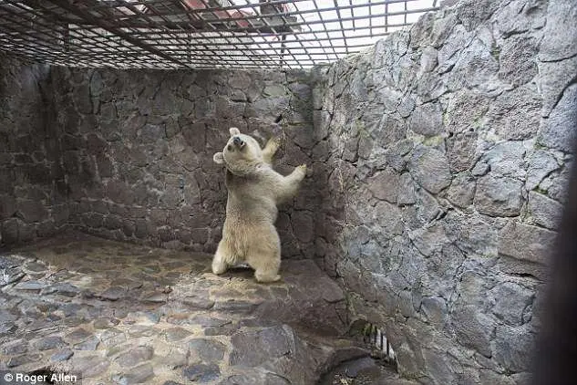 Ursa-parda comia restos de comida duranta a vida no cativeiro.