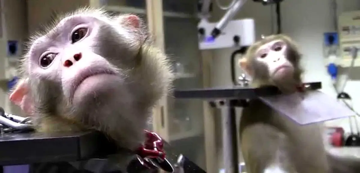 Animais estão sendo cada vez menos explorados em testes de cosméticos nos Países Baixos.