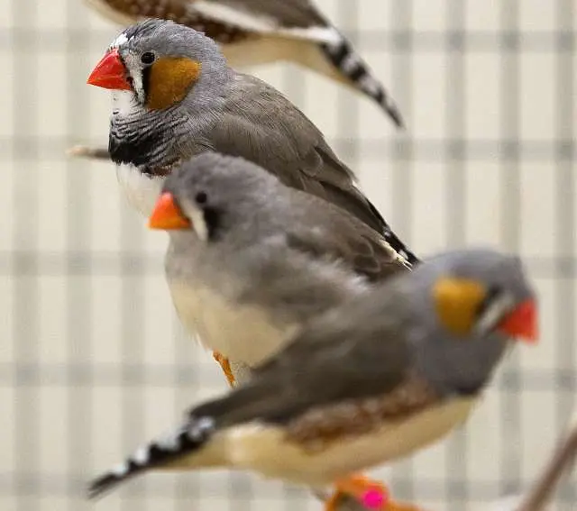A pesquisa concluiu que as mudanças climáticas afetam a vida das aves no mundo
