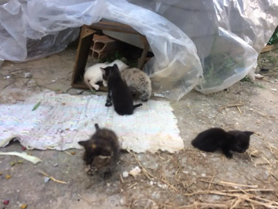 Gatinhos filhotes em Mauá (SP) precisam de ajuda