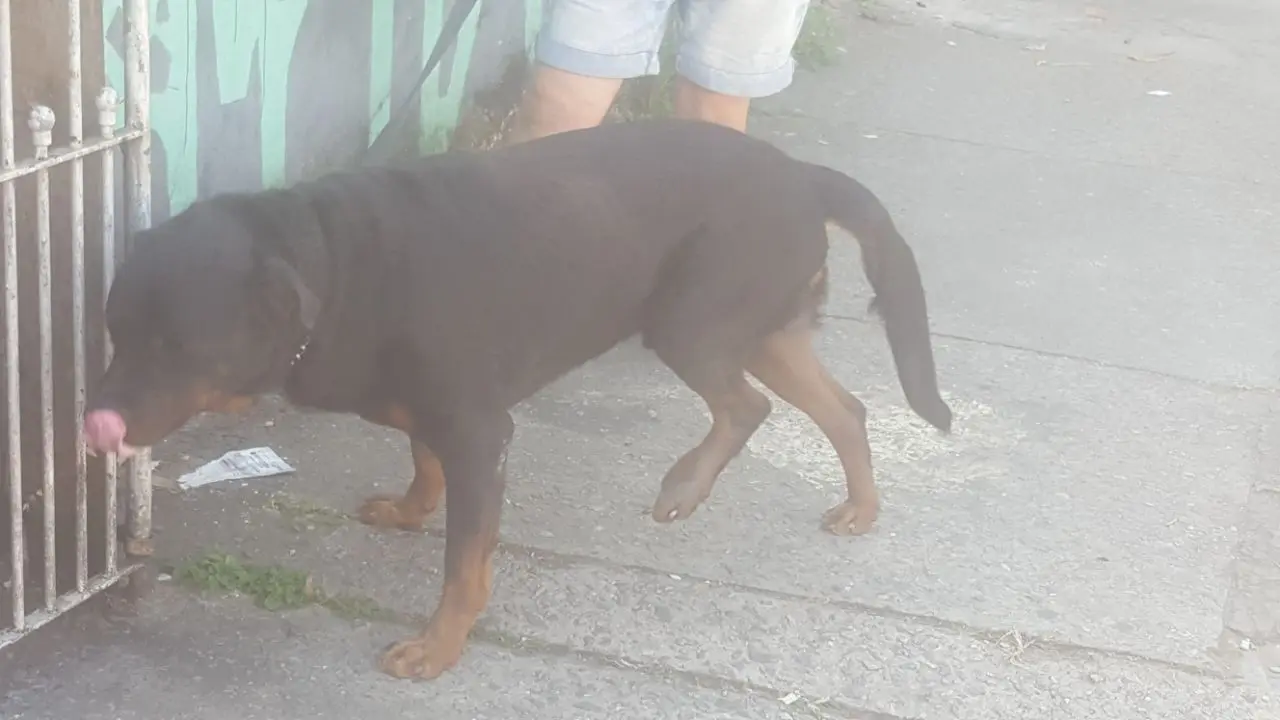 Cão rotweiller busca um lar em São Paulo