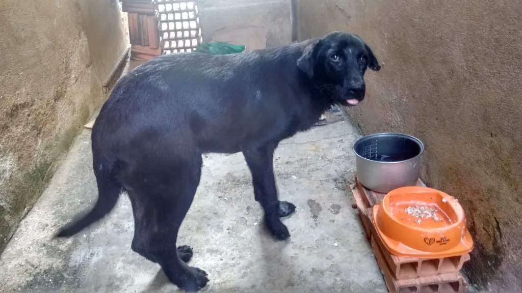 Cachorro ferido busca desesperadamente por cuidados na zona sul de São Paulo