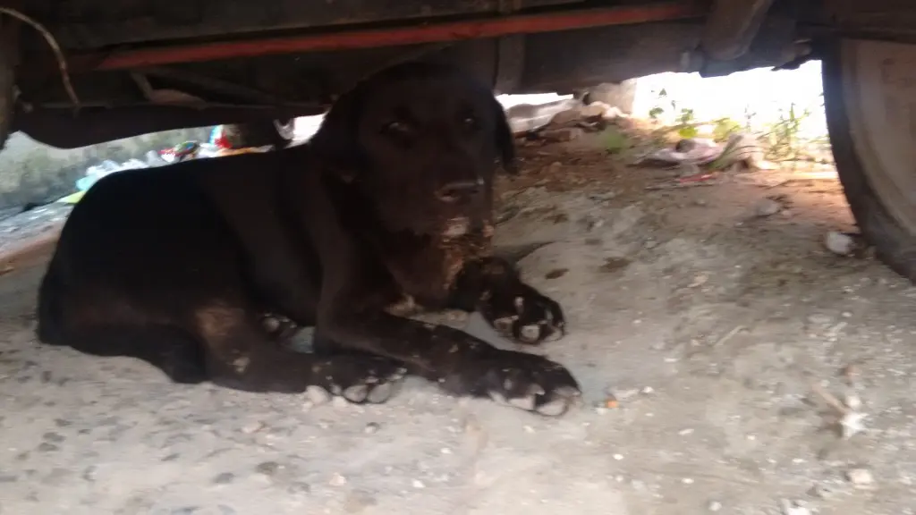 Cachorro ferido busca desesperadamente por cuidados na zona sul de São Paulo