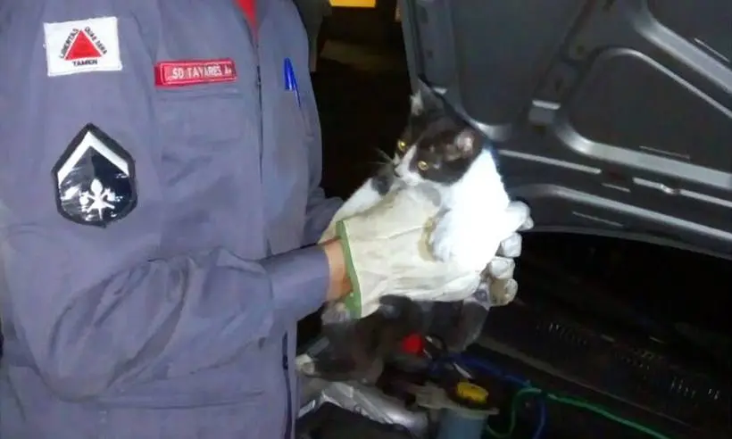 Assustado, o gato estava se escondendo entre as peças do motor e foi salvo pelos bombeiros (Foto: Corpo de Bombeiros/Divulgação)