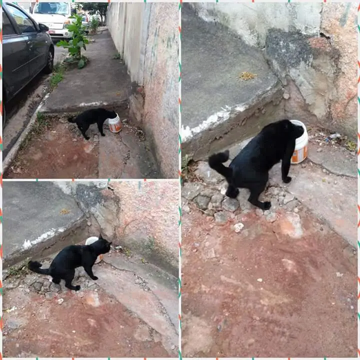 Gato preto que foi abandonado precisa de uma adoção que lhe dê amor em São Paulo