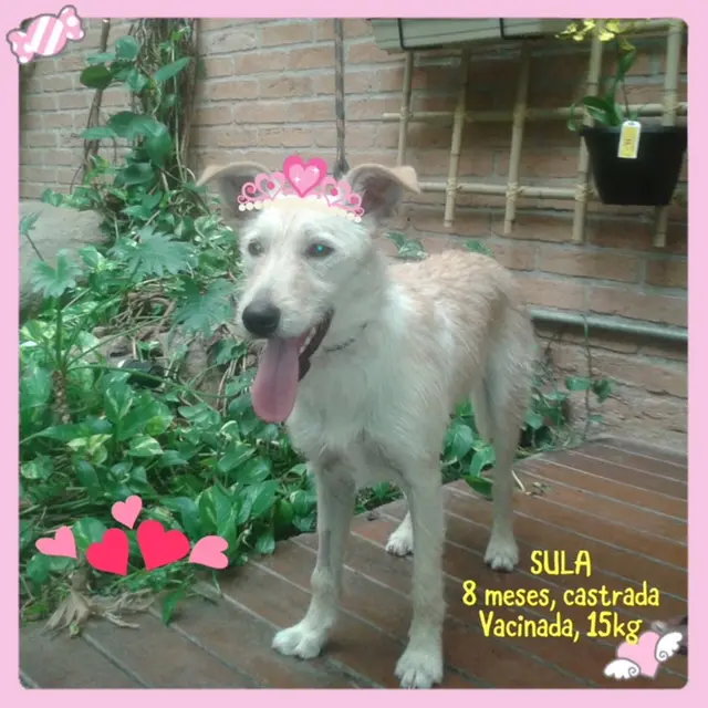 Sula é uma das cadelas que busca adoção na zona sul de São Paulo