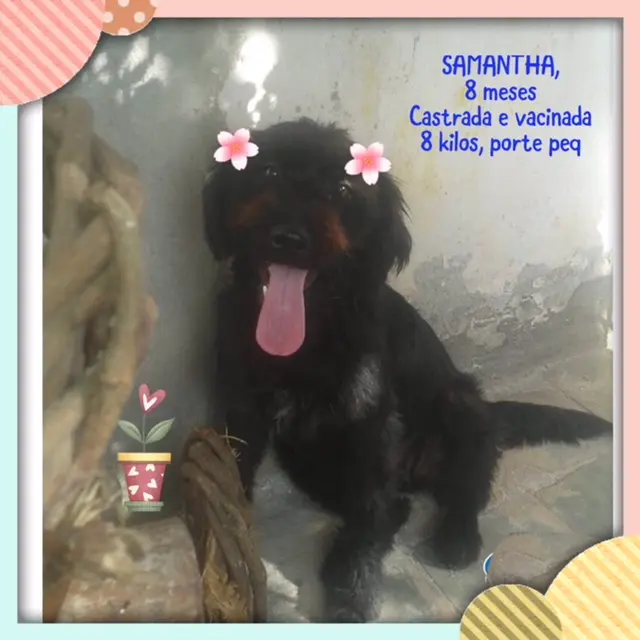 Samantha é uma das cadelas que busca adoção na zona sul de São Paulo