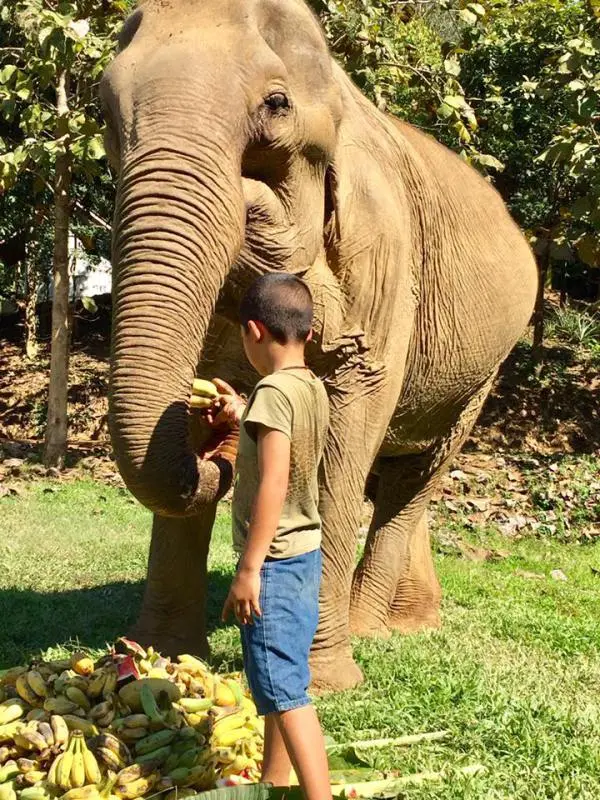 Elefante idoso é acolhido com amor em santuário para viver o resto de sua vida livremente após anos de exploração (Foto: Boon Lott’s Elephant Sanctuary/Facebook)