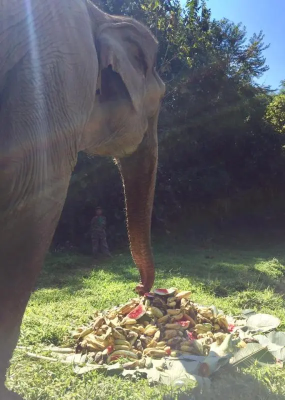 O elefante foi acolhido no santuário com um banquete (Foto: Boon Lott’s Elephant Sanctuary/Facebook)