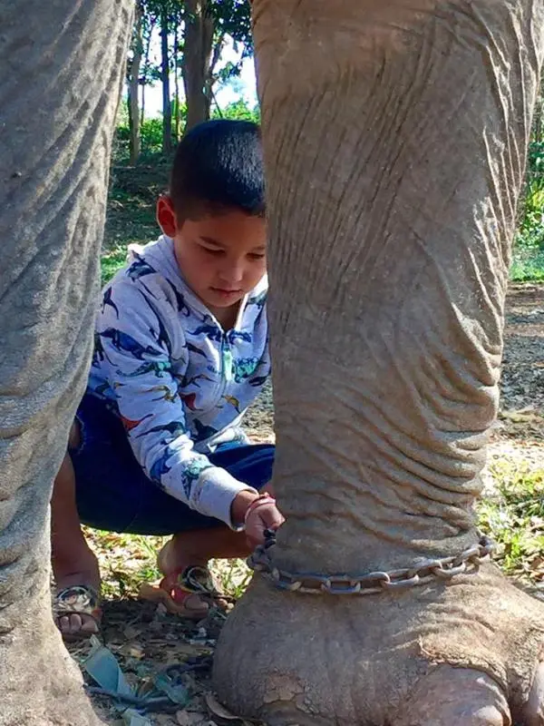 Elefante é finalmente liberto em santuário na Tailândia (Foto: Boon Lott’s Elephant Sanctuary/Facebook)