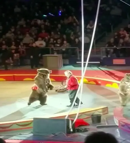 Os ursos selvagens em circo de Ohio, nos EUA, são alugados de empresa que explora animais para entretenimento (Foto: Reprodução)