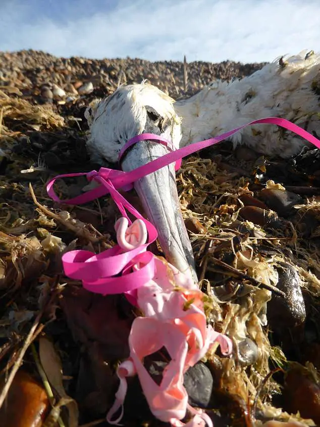 Pássaro morto sufocado com pedaços de plástico derivados de balões, em praia da Inglaterra (Foto: The Daily Mail)