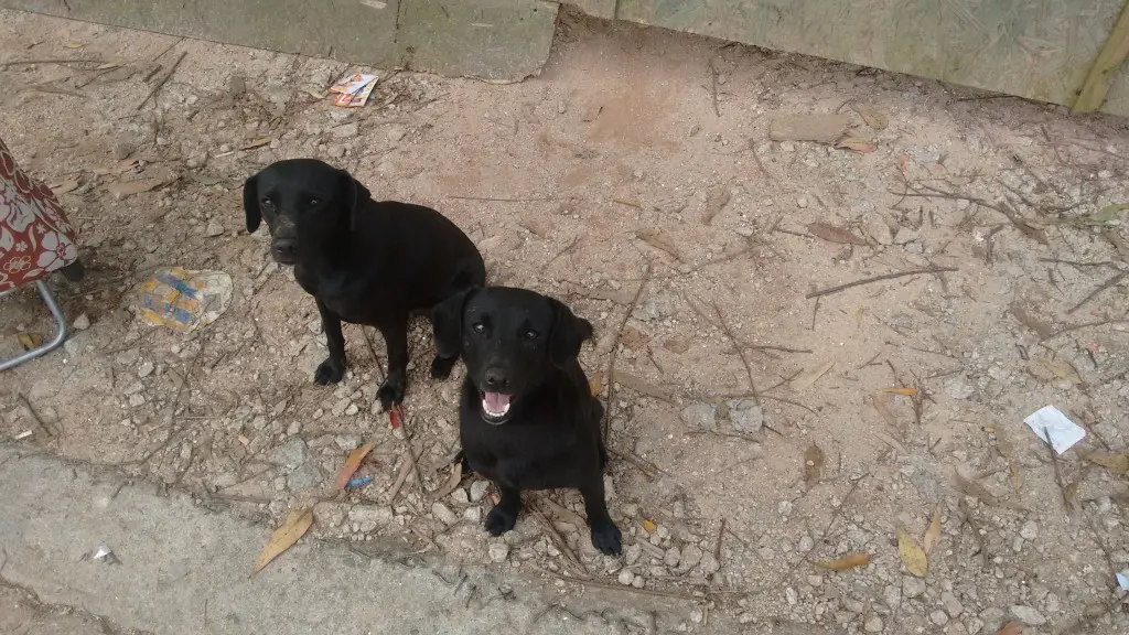 Cachorrinhas precisam de ajuda veterinária em São Paulo após serem resgatadas