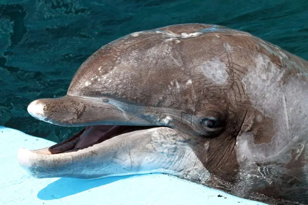 Semo morreu em parque aos 54 anos, sendo o golfinho mais velhos explorado em cativeiro no EUA (Foto: Nancy Chan/Six Flags Discovery Kingdom)
