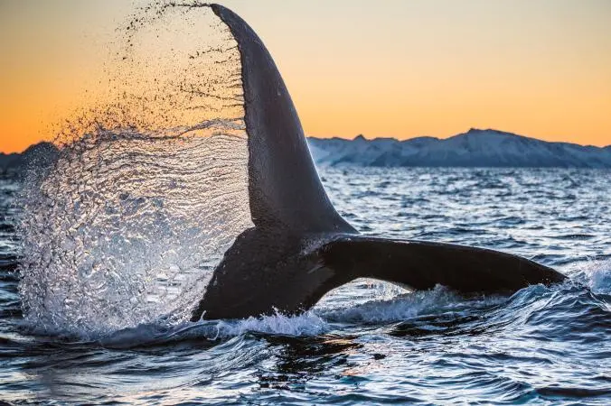 As baleias usam suas caudas para comer, nadar e proteger seus filhotes, e a ausência de cauda devido à acidentes com interferência humana causam, se não a morte, muita dor para as baleias (Foto: PAUL NICKLEN, NATIONAL GEOGRAPHIC CREATIVE)