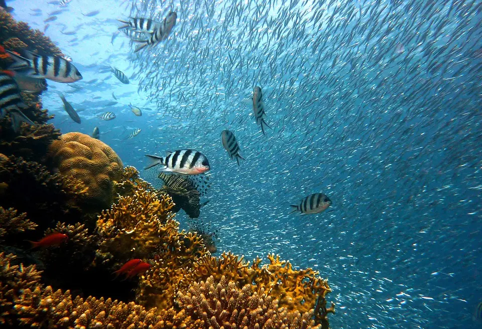 Recifes de corais estão sendo prejudicados por substâncias presentes nos protetores solares, e estado do Havaí implanta nova lei que proíbe a utilização de certas marcas de filtros solares. (Foto: Pixabay)