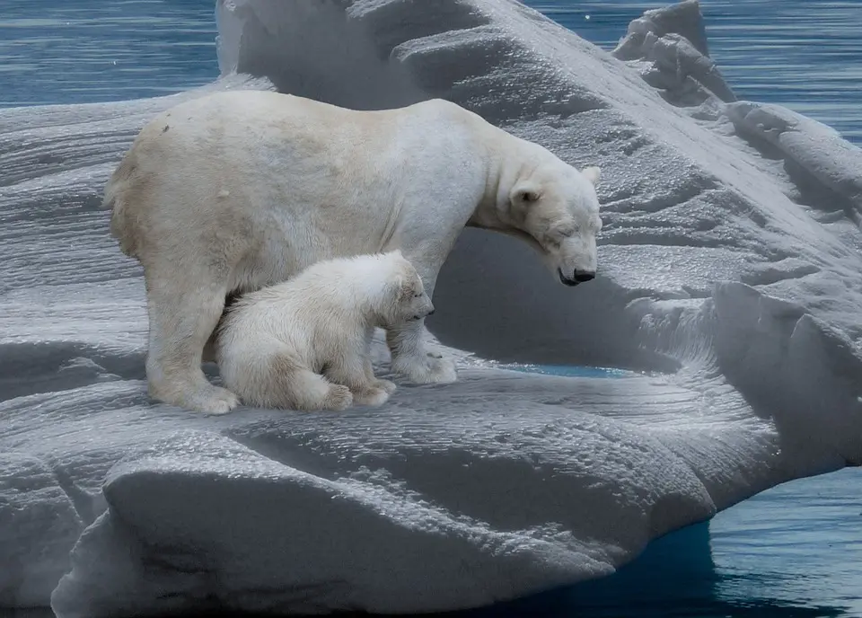 Ursos polares são extremamente afetados pelo aquecimento global (Foto: Pixabay)