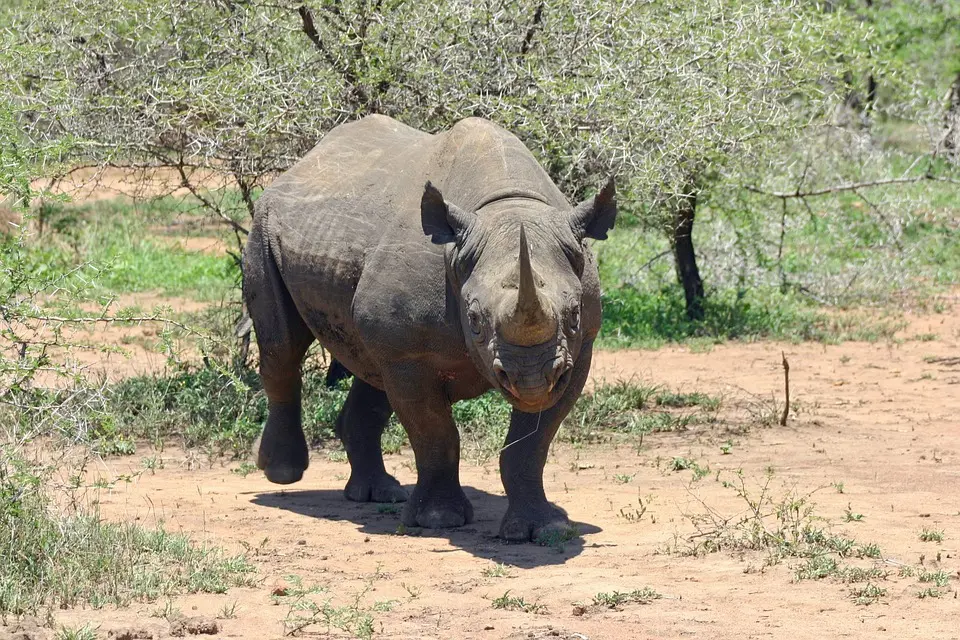 O rinoceronte-negro é uma espécie ameaçada que poderia ser salva das mudanças climáticas se o aquecimento global se limitasse a um aumento de 1,5ºC (Foto: Pixabay)
