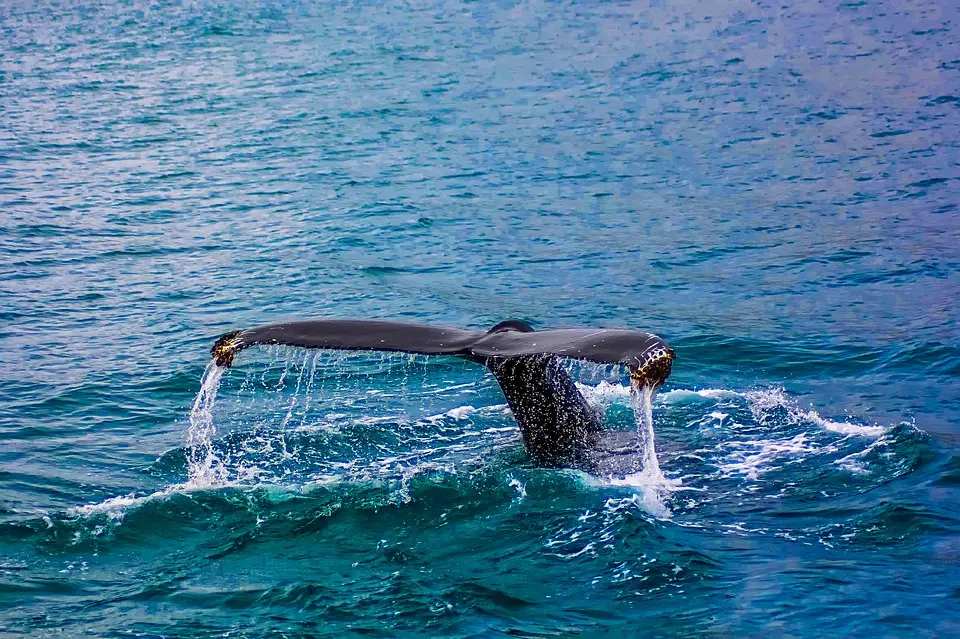 Baleias que perdem suas caudas em redes de pesca estão sendo avistadas em maior frequência neste ano (Foto: Pixabay)