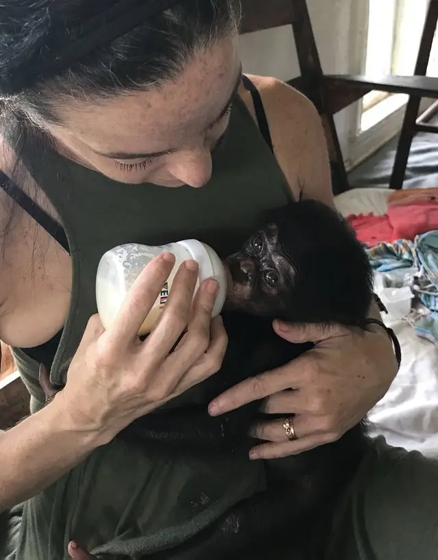 Bebê chimpanzé