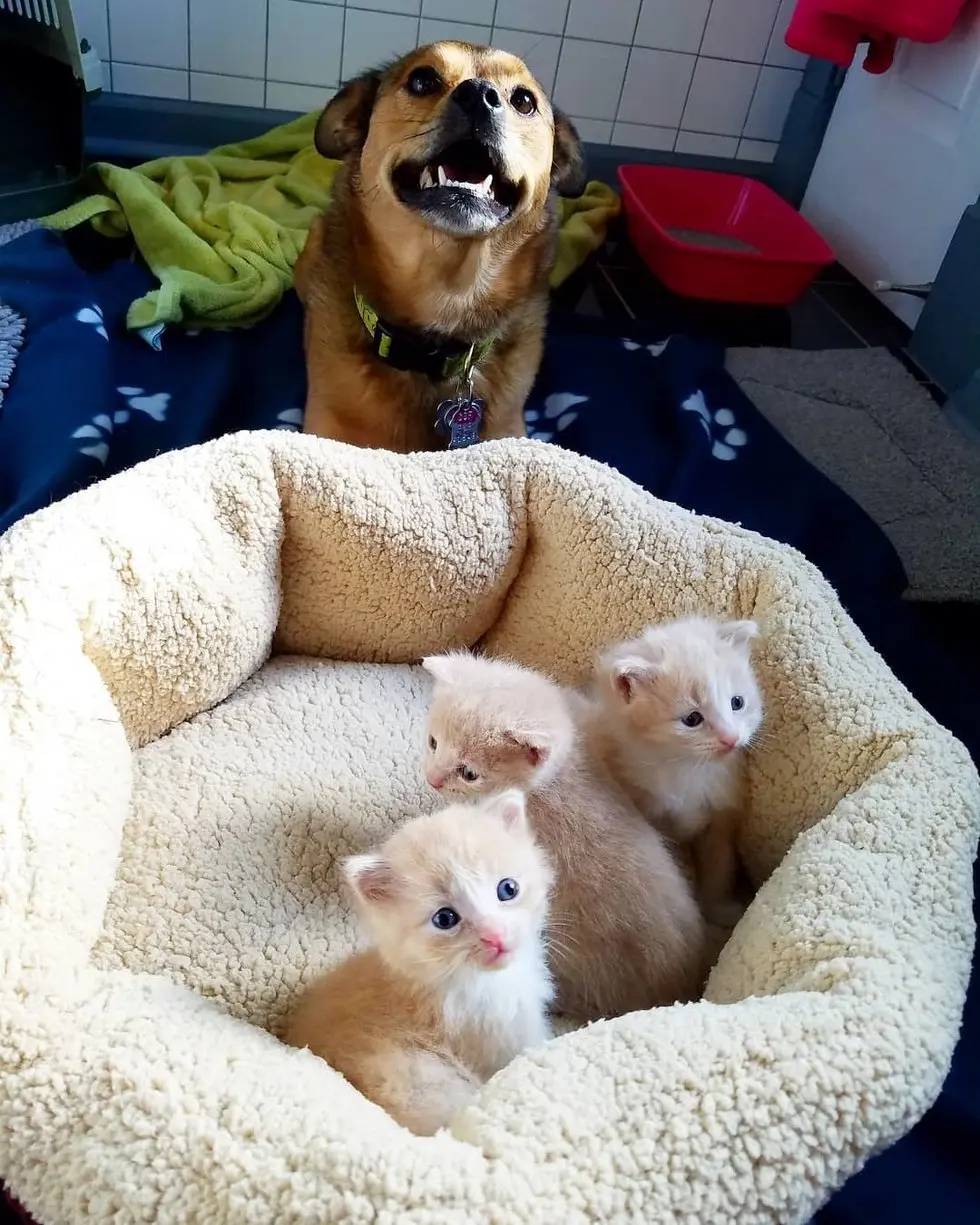 Cão adotado como pai pelos gatinhos não sai dos lado de seus "filhos" Foto: Reprodução | Instagram