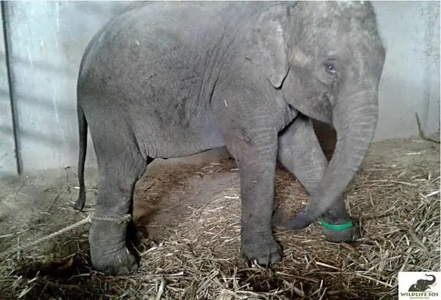 Suman é a elefante bebê que foi registrada chorando em cativeiro de circo na Índia (Foto: Wildlife SOS)
