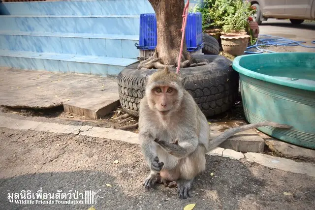 A macaca Mali passa seus dias amarrada a árvore | Foto: Wildlife Friends Foundation Thailand (WFFT)