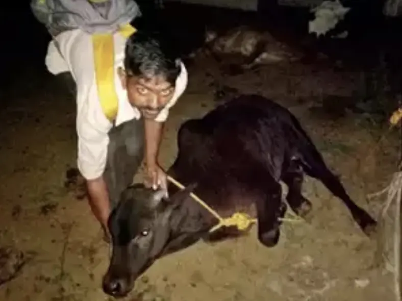 Após o atropelamento Vikram corre em direção a vaca e seu bezerro para socorrê-los | Foto: Pune Mirror
