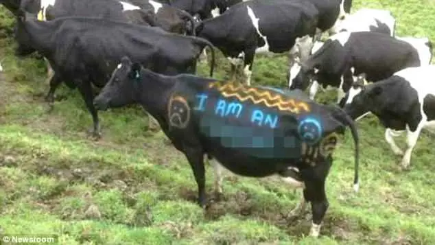 O fazendeiro ja havia postado fotos de suas vacas pintadas com spray | Foto: Newsroom